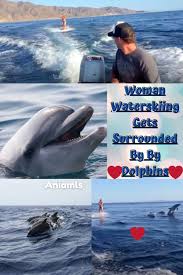 Woman Peacefully Waterskiing Gets Surrounded By Dolphins Animals And Pets Animal Photo Animals