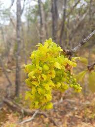 Image result for Uapaca nitida