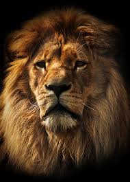 Run string bbilder to create sql query based on number of years. Lion Poster Artroom Hjelper Deg A Finne Din Favorittposter