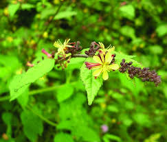 Image result for Triumfetta trichocarpa