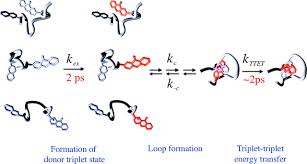 A polypeptide is a longer, continuous, unbranched peptide chain of up to approximately fifty amino acids.3 hence, peptides fall under the broad chemical classes of biological polymers and oligomers. Loop Formation In Unfolded Polypeptide Chains On The Picoseconds To Microseconds Time Scale Pnas