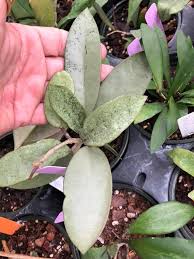 Deykeae x finlaysonii (svetlana), хойя инфлата, хойя gunung gading, хойя германи, hoya cystiantha yellow flower, хойя пателла пинк. Hoya Creations Beitrage Facebook