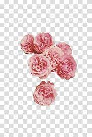 Aesthetic Grunge Pink Petaled Flowers Transparent Background Png Clipart Overlays Transparent Overlays Transparent Background Flower Illustration