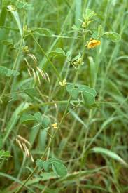 Image result for Senna obtusifolia