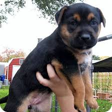 The puppy package is recommended for pups 6 weeks and older. San Antonio Tx Rottweiler Meet Sadie A Pet For Adoption