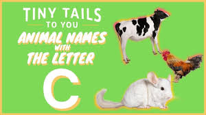 We did not find results for: Animals That Start With C Learn Animal Names For Kids And Toddlers Tiny Tails To You Youtube
