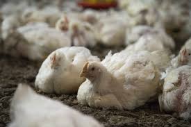 Customers.the business started due to customers from foodservice equipment division demand food premixes to help their restaurant business. Livestock Leong Hup International Berhad
