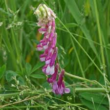 Image result for Vicia villosa