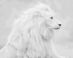 albino aslani nerede yasar albino lion cute animals albino animals