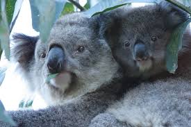 2 Koalas Koalas Koala Koala Bear