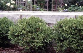 Image result for Buxus