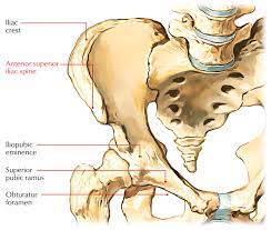 The anterior superior iliac spine (asis) is the most anterior part of the iliac crest. Anterior Superior Iliac Spine Earth S Lab