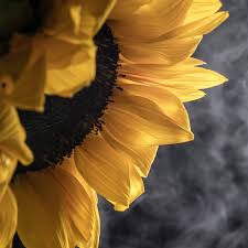 Baumgart Creative Media Something A Little Different Flowers Flowerstagram Flowersofinstagram Sunflowers Nature Stilllife Summer Strobist Flashpoint Nikon Nikonz6 Facebook