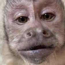 Stream ȺŠƬƦ۞ music