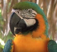 Are You Smarter Than A Macaw Bird Brain Macaw Macaque Monkey