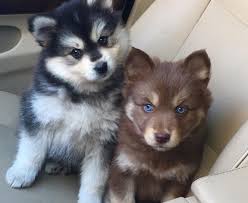 Black And Brown Pomeranian Price In India Pin En Beautiful Puppy