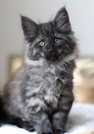 Black And Grey Maine Coon Kittens For Sale Pin On Maine Coon