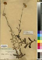 Image result for Helichrysum stenopterum