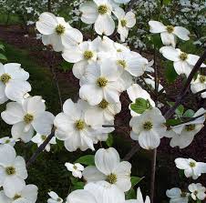 Appalachian Joy Dogwood New Blooms Nursery