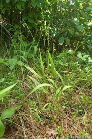 Image result for Dichapetalum deflexum