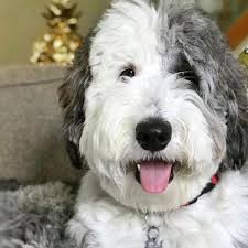 Black And White Sheepadoodle For Sale Sheepadoodle Puppy Gallery In Virginia By Debs Doodles In 2020 Sheepadoodle Puppy Sheepadoodle Puppies