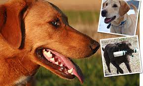 He gets tons of attention from the children and will get along with everybody. Old House Labrador Retrievers Top Ny Fox Red Yellow Chocolate Black Labrador Retriever Breeder Home