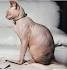 Adopting a Sphynx Kitten