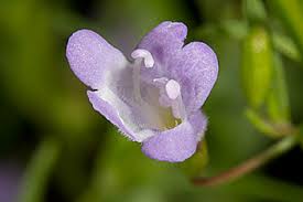 Image result for Clinopodium simense