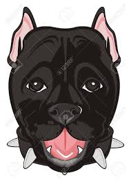 Maybe you would like to learn more about one of these? Black Muzzle Of Pitbull Stock Photo Picture And Royalty Free Image Image 87333067