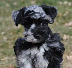 If your miniature schnauzer barks unnecessarily then it is essential to eliminate the triggers which compel it to be vocal. Miniature Schnauzer Puppies 400 Colorado 2021 At Puppies Api Ufc Com