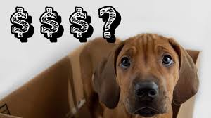 Find a rhodesian ridgeback puppy from reputable breeders near you and nationwide. How Much Do Rhodesian Ridgeback Puppies Cost Youtube