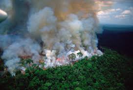 Son incendios de altísima gravedad, con personas fallecidas, desalojos masivos, pérdidas de bienes y miles de hectáreas calcinadas. Caf Ofrece Ayuda Inmediata Ante Incendios Forestales En La Region La Network
