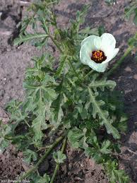 Image result for Hibiscus trionum