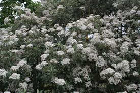 Image result for Olearia