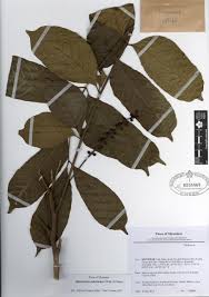 Image result for Aphanamixis