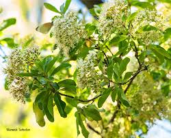 Image result for Nuxia congesta