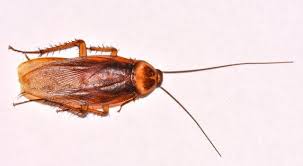 Why do i have cockroaches? Cockroach Pictures Photo Gallery With Images