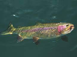 Flyfishing At Vallecito Lake Rainbow Trout Fishing Fly Fishing Flies Trout Fish
