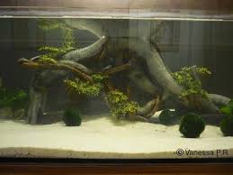 Aquarium Axolotl Recherche Google Axolotl Tank Axolotl Unusual Animals