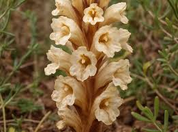 Image result for Orobanchaceae