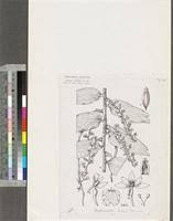 Image result for Diaphananthe bidens