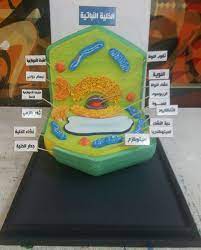 من أعمالي مجسم الخلية النباتية نحت علي الفوم جدة animal cell project cells project cozy home office