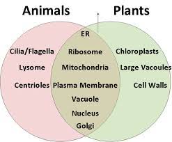 Maybe you would like to learn more about one of these? Plant And Animal Cells Unit Test Flashcards Quizlet