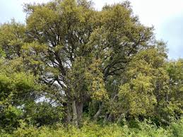 Image result for Quercus suber