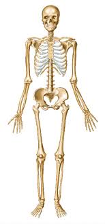 The 200 bones of the human body act as a scaffold, providing support, protection, facilitating locomotion, and even storing various cells and. Human Skeleton Bone Human Body Joint Skeleton Human Anatomy Arm Png Pngwing