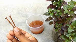 This can be done by adjusting the soil ph, balancing iron with other micronutrients, or by improving aeration and drainage of water. Improvement Iron Deficiency Of Plants Grow Healthy Plants Youtube
