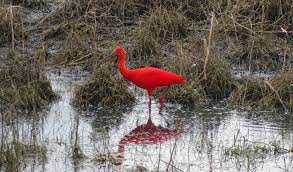 De rode ibis is een exoot, familie van de lepelaars en komt in principe in nederland niet voor. Rode Ibis In Herwijnen Gespot Destadgorinchem