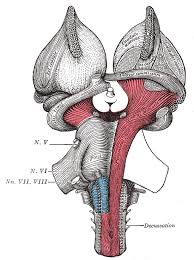 Nuclei of the midbrain подробнее. Brain Stem Anatomy