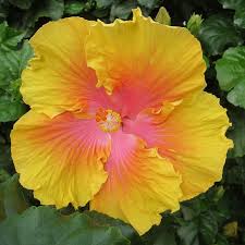 Image result for Hibiscus noldeae