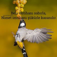 Eyv Allah Adli Kullanicinin Eyv Allah Eyvallahmedya Panosundaki Pin Islam